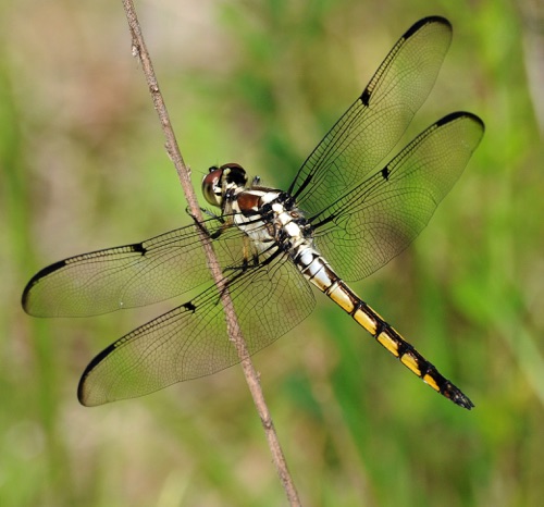 Male, immature
2009_05_20_Floyd